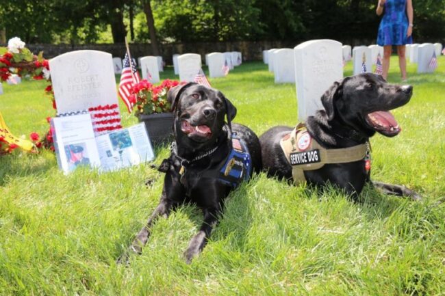 Dogs Helping Heroes